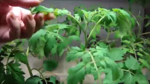 С какого перепугу появились цветочные кисти у томатов!