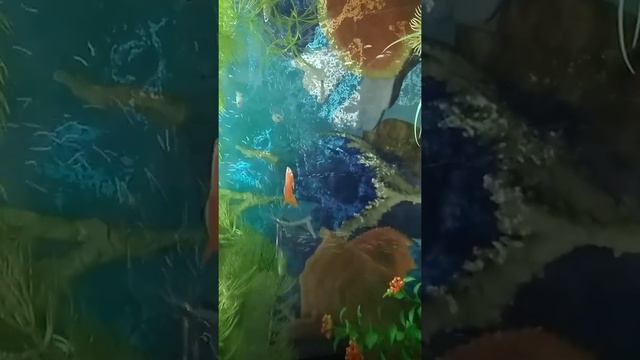 Нерест анциструса. Личинка... смотреть онлайн