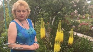 ЭРЕМУРУС - ВЫРАЩИВАНИЕ , УХОД И БОЛЕЗНИ