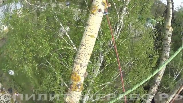 Deep rooting of the tri-barrel poplar. Глубокое кронирование трёхствольного тополя. смотреть онлайн