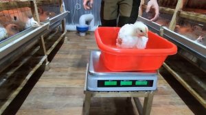 Вес бройлера Кобб-500 в 20 дней. Пурина