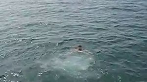 Стёпка ныряет в море!