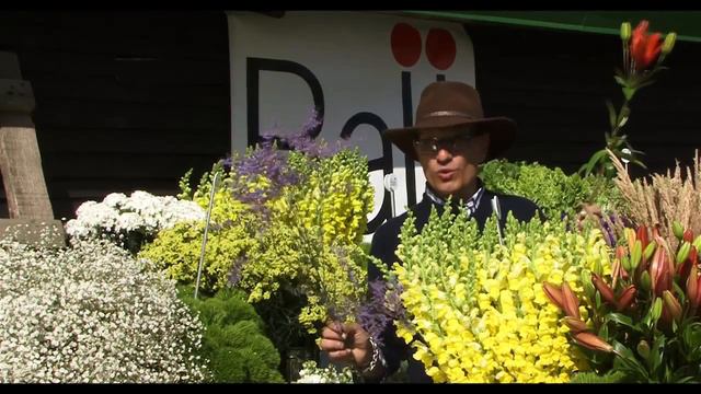 Limonium Culture Tips смотреть онлайн