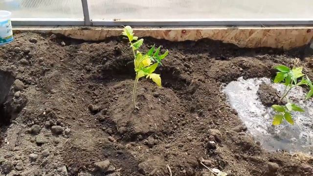 Высаживаю помидоры в теплицу. #томаты #томатывтеплице #помидоры #теплицасажать