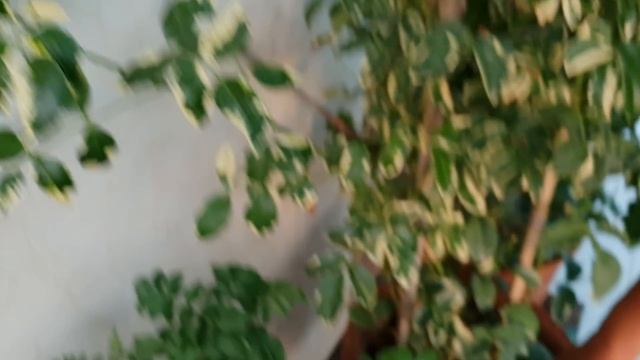 Best Summer Flowering Plant - Tecoma || Care of Tecoma in Summer || Fun Gardening смотреть онлайн