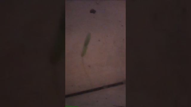 А У Вас Растёт Ростение В Туалете смотреть онлайн