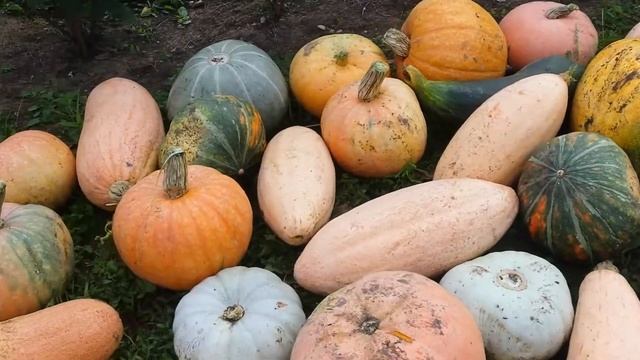 Красавица тыква смотреть онлайн