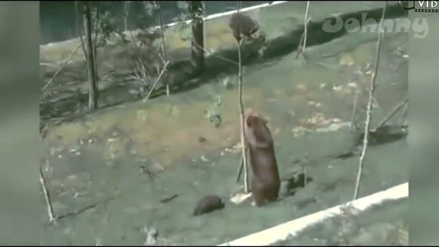 МАТЕРИ В ДЕЛЕ! Как мамы животного мира защищают детенышей.mp4 смотреть онлайн