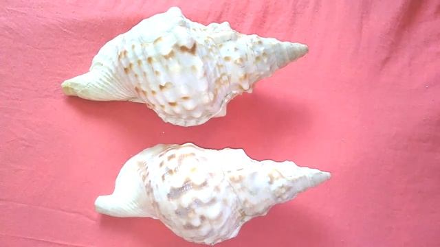 Kinds of sea snail Rapana venosa смотреть онлайн