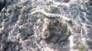 Мурена на Красном море