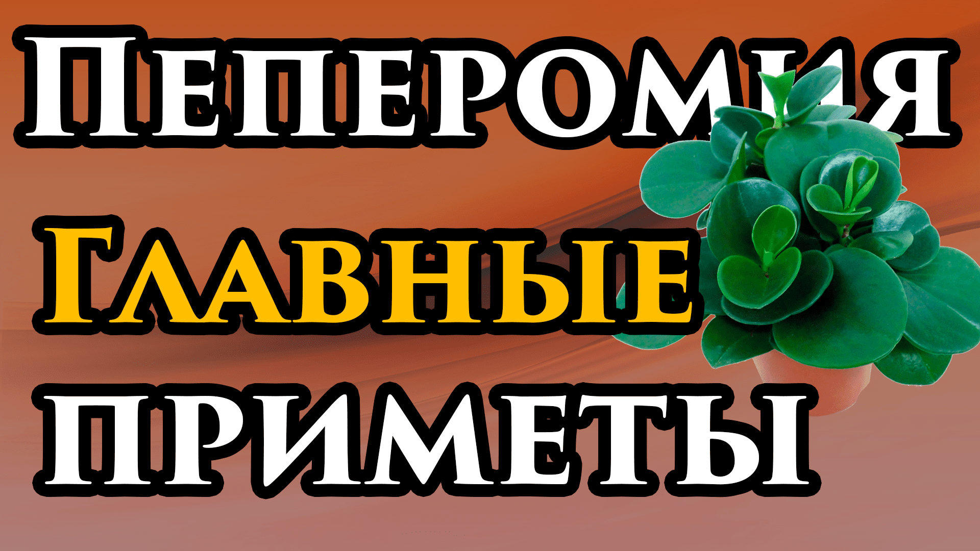 Цветы суеверия приметы. Пеперомия цветок приметы и суеверия. Пеперомии приметы и суеверия. Пеперомия приметы и суеверия для женщин.