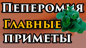 БЕРЕГИ ЦВЕТОК! Пеперомия приметы и суеверия ?НАРОДНЫЕ приметы про цветы пеперомия - Маг Fose