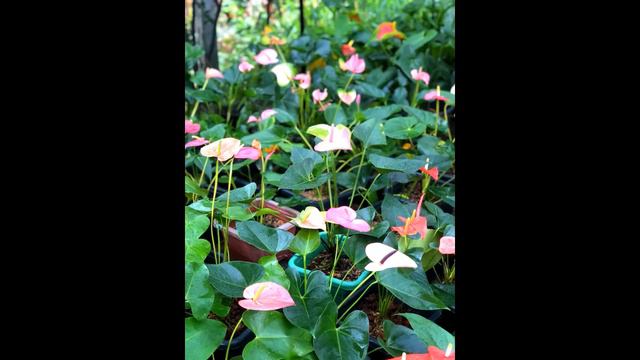 Anthurium Plants at Jayamal Flora смотреть онлайн