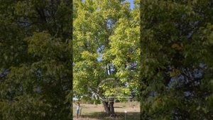 Сказка про волшебное Дерево Единства. Подготовка к медитации "Дерево Любви"