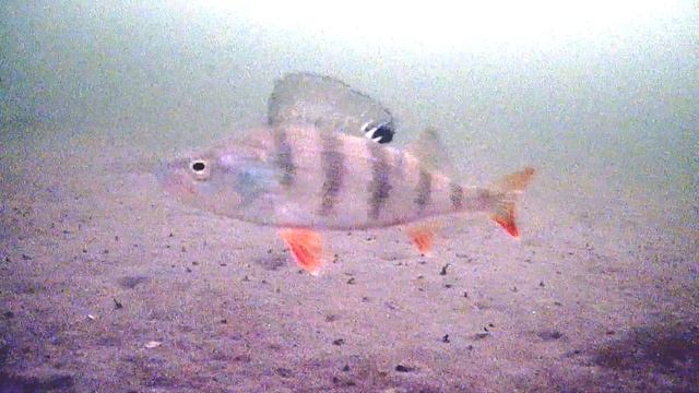 Крупный окунь позирует перед камерой #fish #fishing #perch #underwater #beautiful #cool #water смотреть онлайн