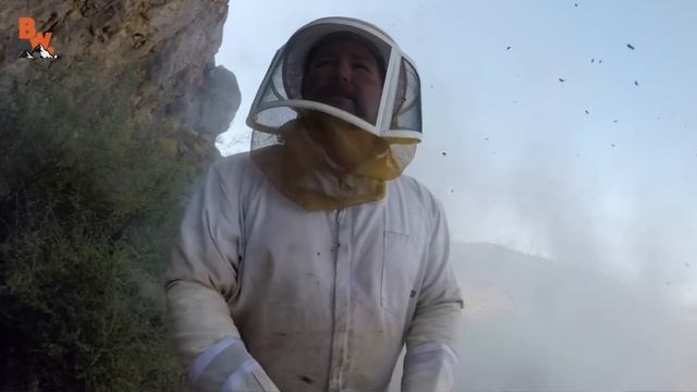 МЁД ПЧЕЛ-УБИЙЦ ОПАСЕН?! смотреть онлайн