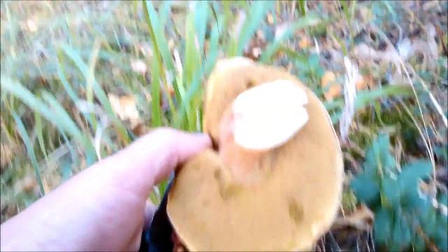 Сбор грибов. Костромская обл. Осень 2015г смотреть онлайн