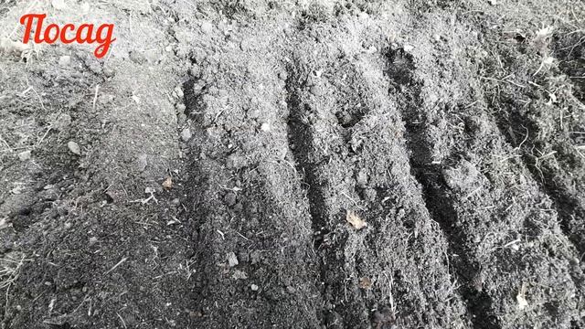 Самый первый посев редиса. Два секрета раннего урожая! смотреть онлайн