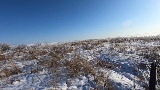 Охота на фазана в Амурской области. Фазаний рай снова открыл перед нами свои двери. смотреть онлайн