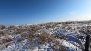 Охота на фазана в Амурской области. Фазаний рай снова открыл перед нами свои двери.