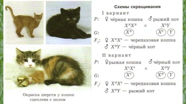 Биология 10 кл Проф уровень §54 Генетика пола смотреть онлайн