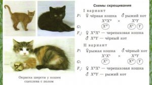 Биология 10 кл Проф уровень §54 Генетика пола