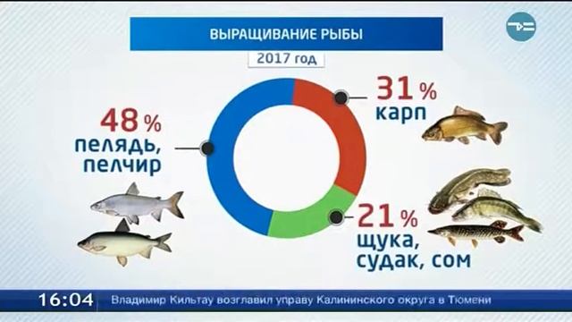 Какая рыба в тюмени. Ярмарка Тюменской рыбы.