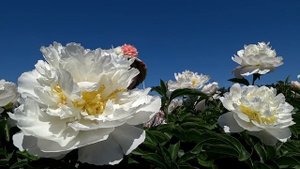 Яркий снежно-белый пион CHEDDAR SURPRISE / Сад Ворошиловой