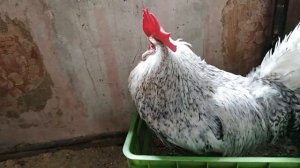 22 июля 2020г. СКОЛЬКО ЖИВУТ ПЕТУХИ