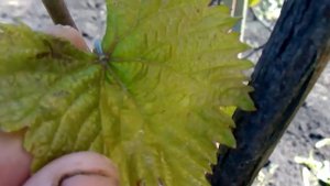 Болезнь винограда альтернариоз