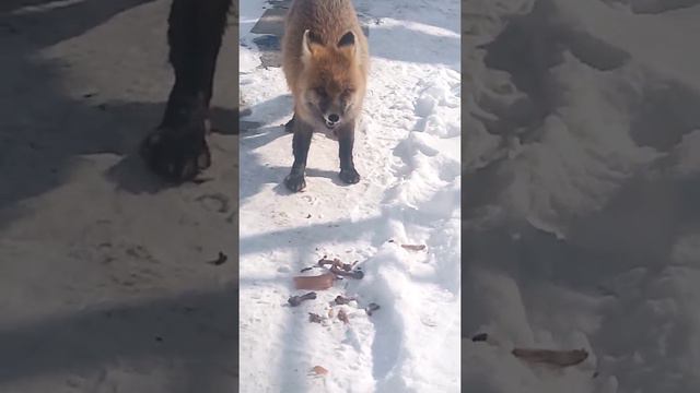 Кормим лис в зимний период