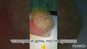Как вырастить траву . Травянчик
