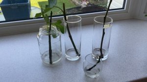 Укоренение инжира зелеными черенками. Rooting fig cuttings in water
