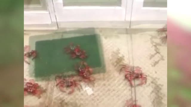 Удивительные Явления в Животном Мире смотреть онлайн