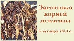 Заготовка корней девясила 6 октября 2013