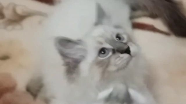 Невские маскарадные 2020 смотреть онлайн