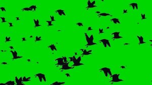 Летящие птицы на зелёном фоне |  Flying birds on a green background | chromakey