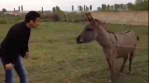 Подборка роликов про ослов 2018