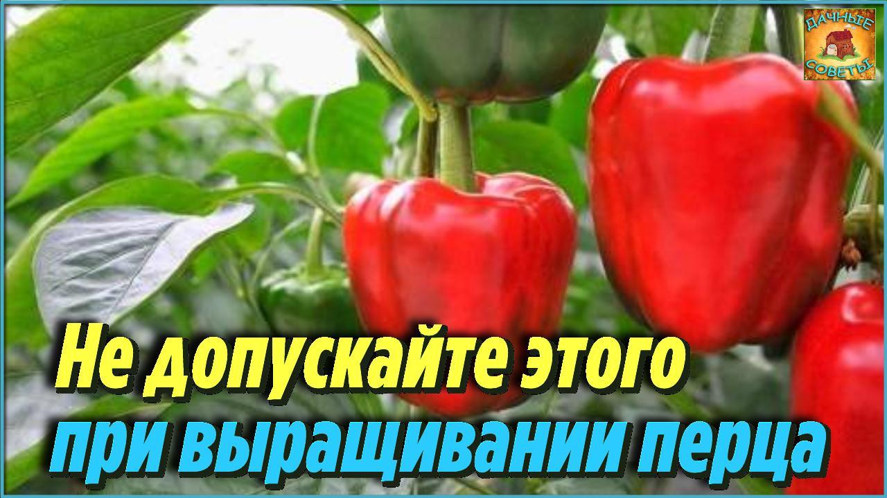 Не допускайте этих ошибок и вы всегда будете с урожаем сладкого перца Дачные советы при выращивании