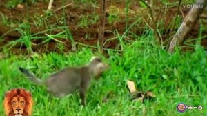 Коты и змеи. Страшнее кошки зверя нет. Ужасы! Жесть!