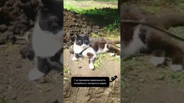 Как котик проявляет привязанность