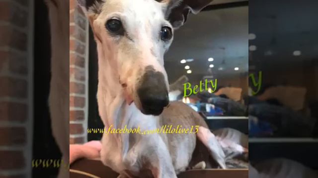 The Betty Breakdown...translating dog talk смотреть онлайн