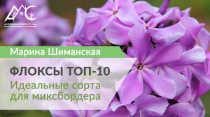 ТОП-10 сортов метельчатых флоксов для миксбордера