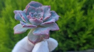 Echeveria Lovely