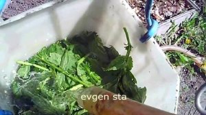 Удобрение из крапивы