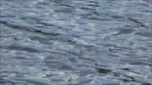 Ловля уклейки в Жостово