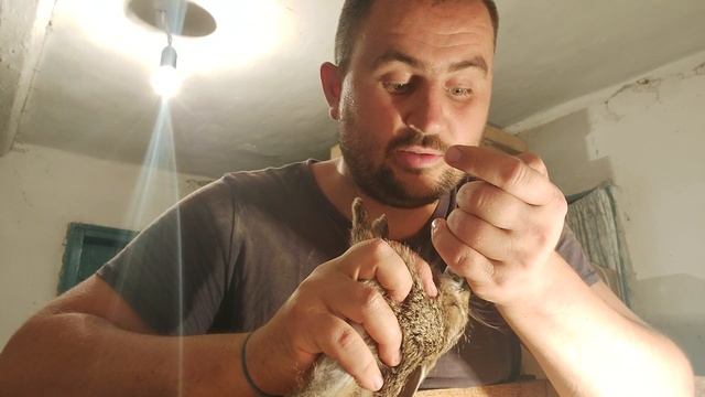 Что с ЗАЙЧАТАМИ?? КОРМЛЕНИЕ ОСИРОТЕВШИХ ДИКИХ ЗАЙЧАТ!! смотреть онлайн