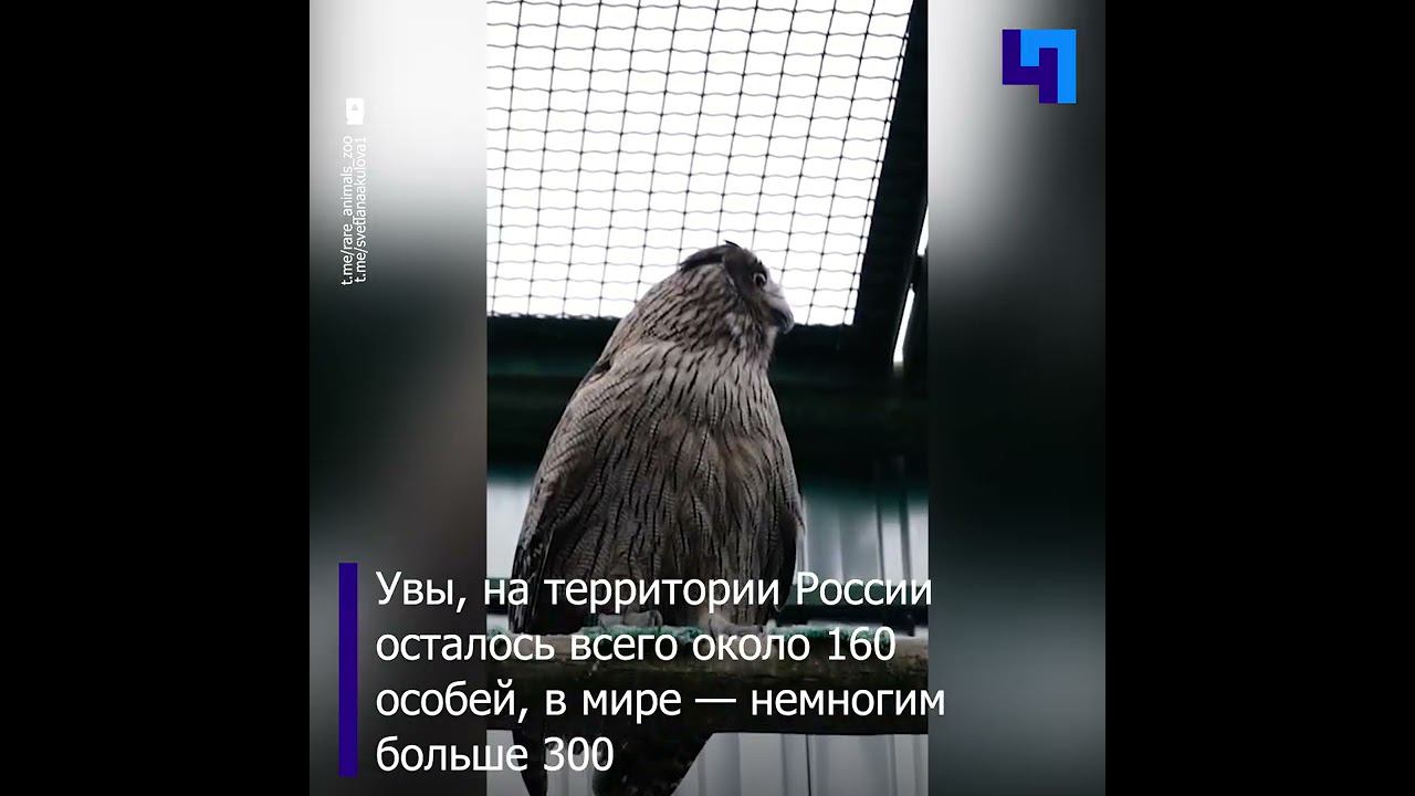 Центр воспроизводства редких видов Московского зоопарка показал рыбного филина