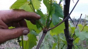 Формирование куста винограда весной! Обрезка винограда весной. Виноград КУЛАР.