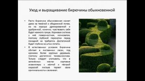 БИРЮЧИНА ОБЫКНОВЕННАЯ